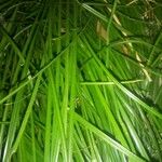 Carex muskingumensis ഇല