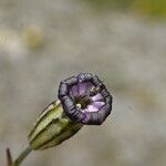 Silene ciliata Flor