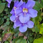 Thunbergia grandifloraBloem