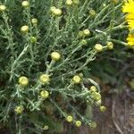 Santolina villosa Hoja