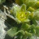 Herniaria alpina Flower