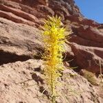 Stanleya pinnata Flor