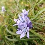 Scilla verna Flower