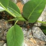 Atractocarpus vaginatus Hostoa