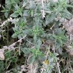 Stachys cretica Blad