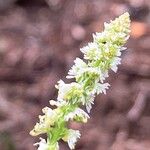 Sesamoides pygmaea Fula