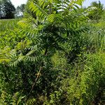 Rhus glabra Buveinė