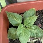 Capsicum pubescens Hoja
