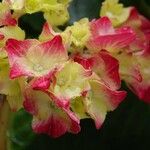 Hydrangea spp. Цветок