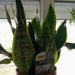 Dracaena trifasciata Blatt