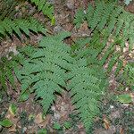 Dryopteris intermediaLehti