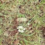 Ornithogalum gussonei Flower