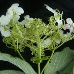 Hydrangea heteromalla Характер