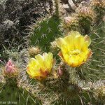 Opuntia oricola Flor