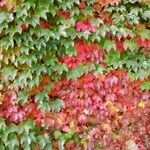 Parthenocissus tricuspidataAltul/Alta