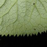 Ligularia fischeri Leaf