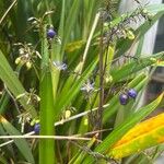 Dianella ensifoliaDeilen