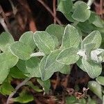 Plecostachys serpyllifolia Leaf