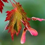 Acer japonicumMeyve