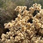 Pseudognaphalium californicum Flower