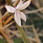 Cyphia glandulifera Λουλούδι
