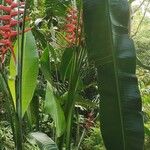 Heliconia bihai Blad