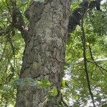 Celtis tenuifolia Casca