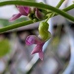 Phaseolus lunatus Flower