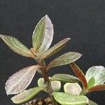 Euphorbia erubescens