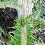 Cirsium jorullense Feuille