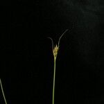 Carex bonatiana Облик
