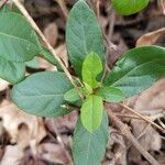 Lonicera japonica Blad