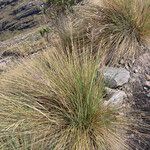 Paramochloa effusa Tervik taim