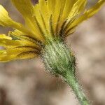 Hieracium murorum Õis