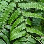 Allantodia maxima Hoja