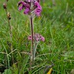 Pedicularis cenisia Flower