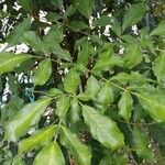 Leea guineensis Leaf