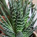 Gonialoe variegata叶