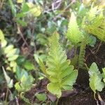 Humata repens Leaf