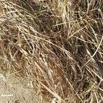 Carex hirta Hoja