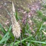 Carex pendulaFlor