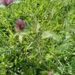 Trifolium pratense Blatt