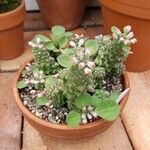 Euphorbia ritchiei موطن