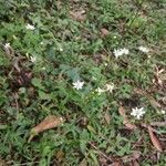 Hypochaeris albiflora Hoja