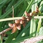 Carex panicea Frukt