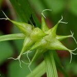 Carex intumescens Frucht