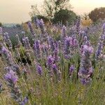 Lavandula angustifoliaफूल