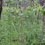 Psorospermum febrifugum Habitus