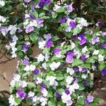 Brunfelsia australis Агульны выгляд