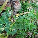 Crotalaria incana 葉